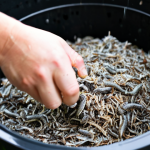 Close-up of the "Wring-Out Sponge" Test**

A hand squeezing a handful of damp, shredded newspaper over a worm bin. A few drops of water are visible. The background shows a well-maintained worm bin with healthy-looking worms. Focus on texture and detail. Safe for work, appropriate content, fully clothed (the person's hand), professional quality, perfect anatomy, natural proportions, high resolution. The lighting is soft and natural. Modest demonstration.

**